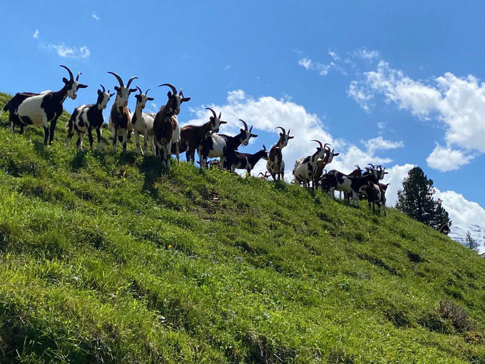 Mein Bild 2021.jpg © Salzburger Bauer/Lurger Mein Bild 2021.jpg © Salzburger Bauer/Lurger