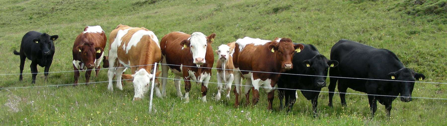 DSCN0242.jpg © LK Kärnten/Klaus Messner DSCN0242.jpg © LK Kärnten/Klaus Messner