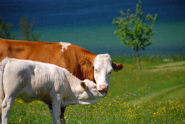 Rinder_am_See_agrarfoto.com.jpg © agrarfoto.com Rinder_am_See_agrarfoto.com.jpg © agrarfoto.com