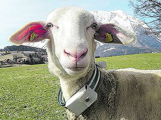 Schaf mit GPS Tracker