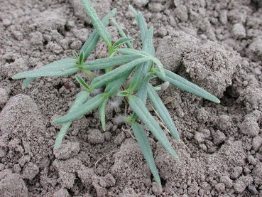 Unkraut Stechapfel © Landwirtschaftskammer Steiermark / Peter Klug