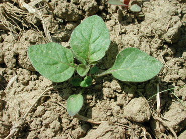 Unkraut Schwarzer Nachtschatten © Landwirtschaftskammer Steiermark / Peter Klug