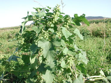 Unkraut Spitzklette © Landwirtschaftskammer Steiermark / Christine Greimel