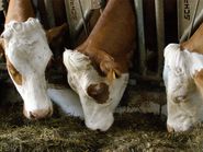 Rationen müssen an Hitzephasen angepasst werden.jpg © Landwirtschaftskammer Oberösterreich, Tiefenthaller Rationen müssen an Hitzephasen angepasst werden.jpg © Landwirtschaftskammer Oberösterreich, Tiefenthaller