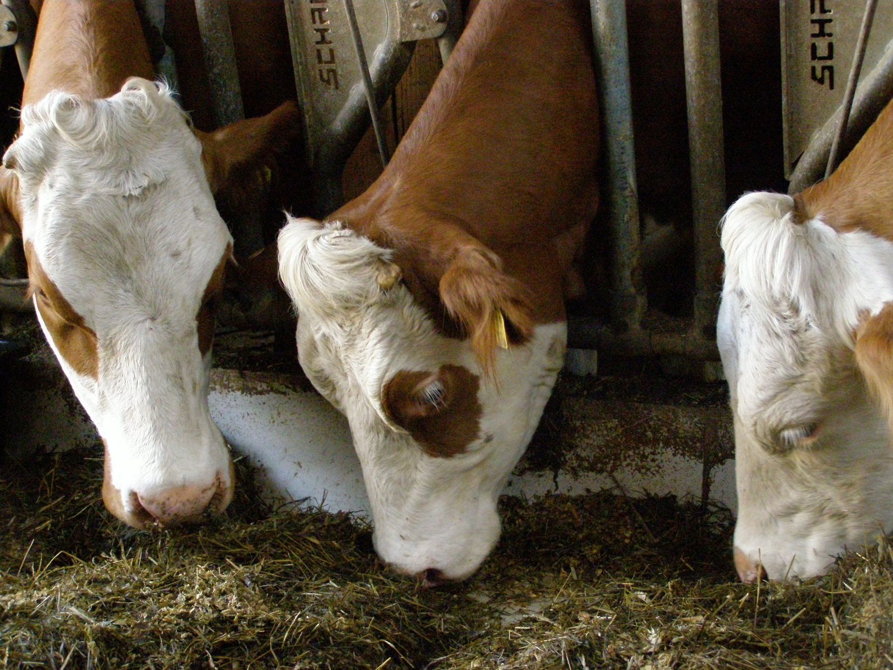 Rationen müssen an Hitzephasen angepasst werden.jpg © Landwirtschaftskammer Oberösterreich, Tiefenthaller Rationen müssen an Hitzephasen angepasst werden.jpg © Landwirtschaftskammer Oberösterreich, Tiefenthaller