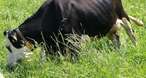 Rinder Lisette im Gras.jpg Rinder Lisette im Gras.jpg