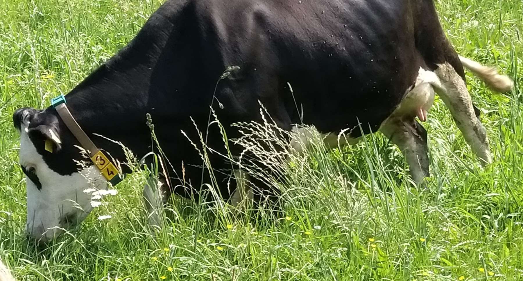 Rinder Lisette im Gras.jpg © Stückler Rinder Lisette im Gras.jpg © Stückler