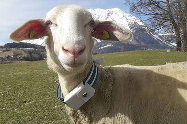 1_Schaf.jpg © HBLFA RaumbergGumpenstein 1_Schaf.jpg © HBLFA RaumbergGumpenstein