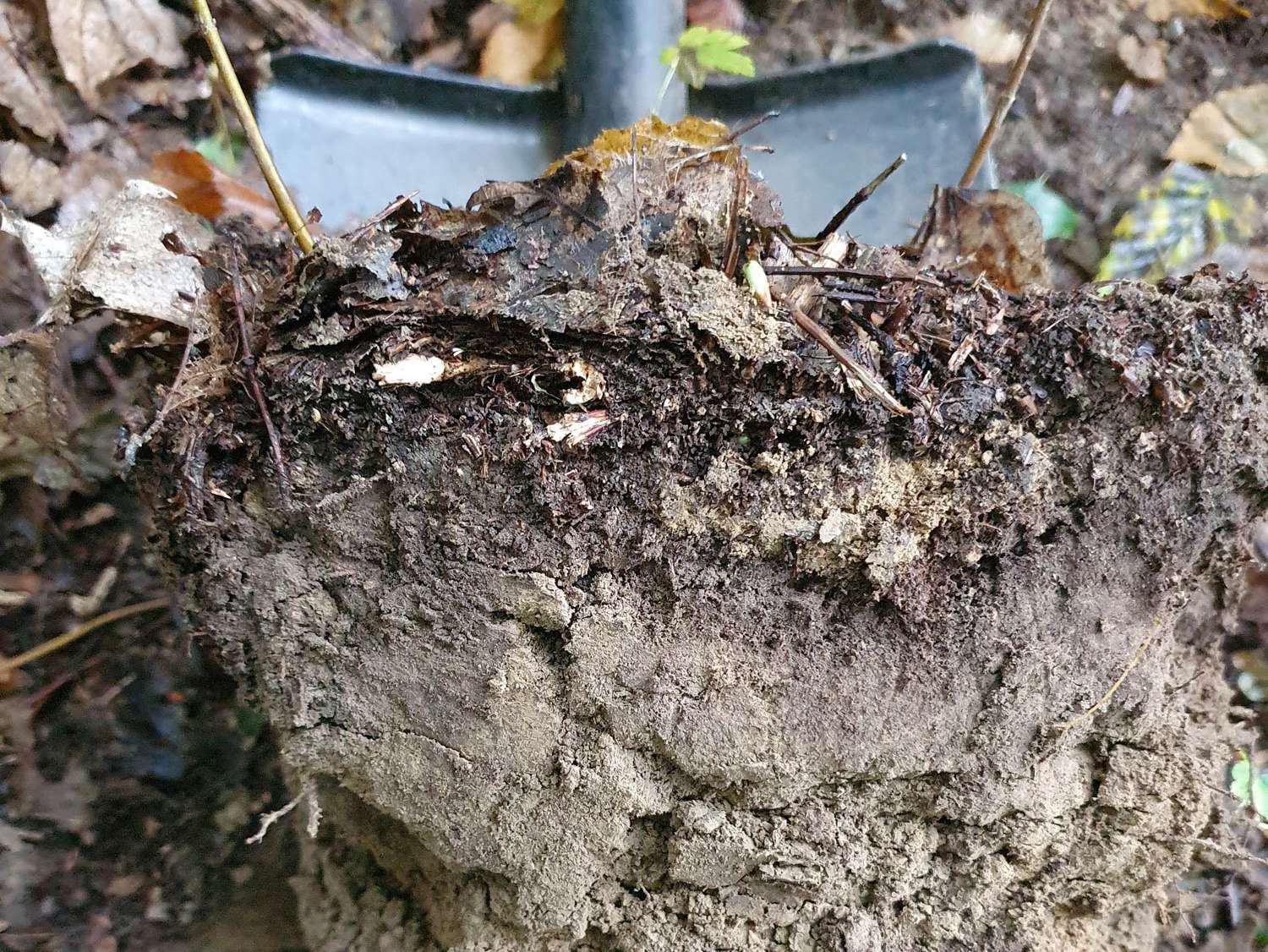 Auflagehumus.jpg © Karl Schuster / LK Niederösterreich Auflagehumus.jpg © Karl Schuster / LK Niederösterreich