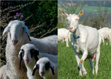 Foto SZZV Kärnten.png © Archiv