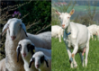 Bild: Schaf- und Ziegenzuchtverband Kärnten