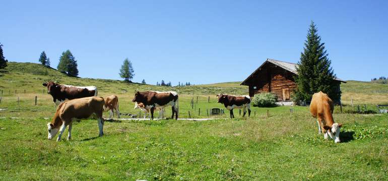 Rinder auf der Alm Rinder auf der Alm