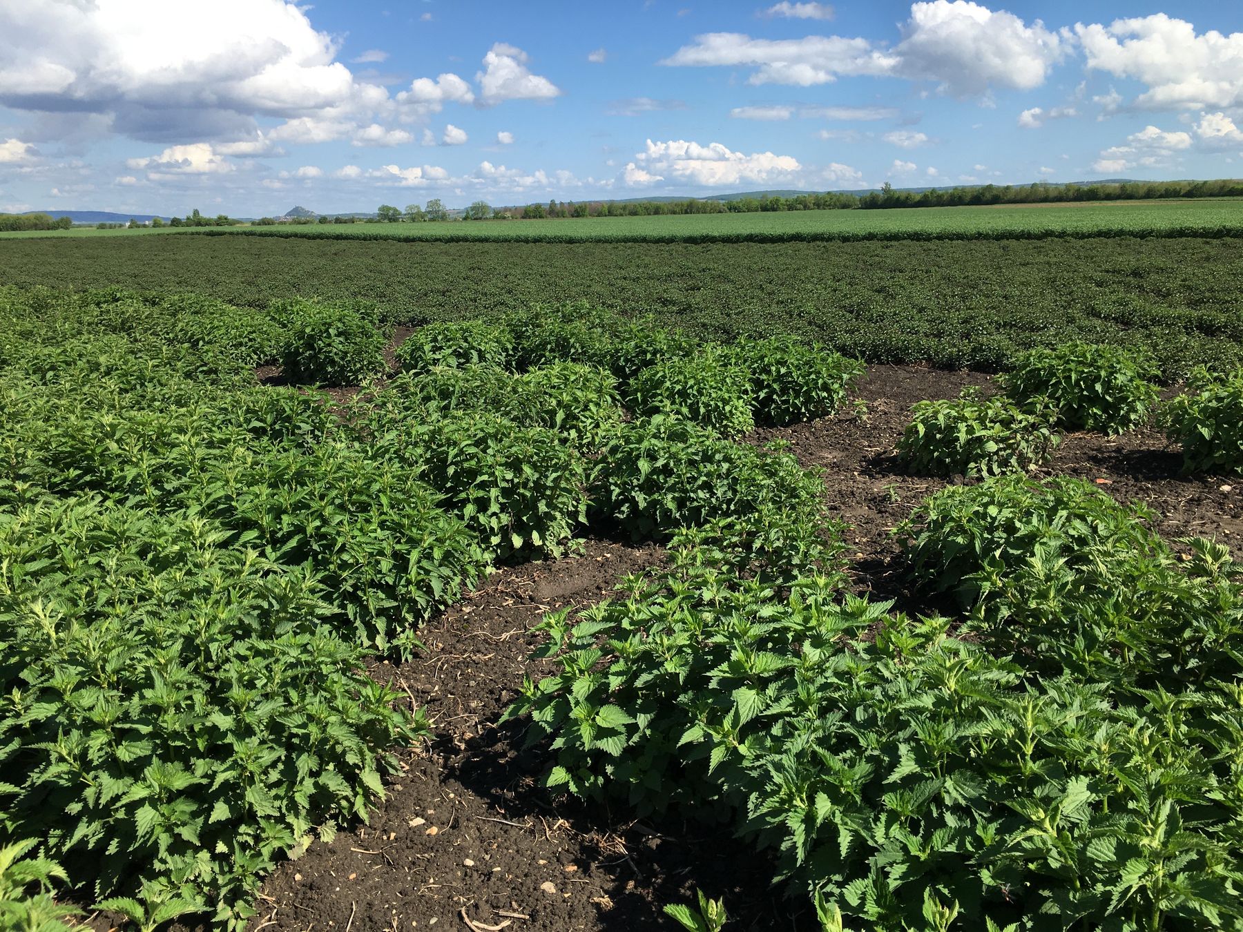 © Andrea Uhl © Andrea Uhl