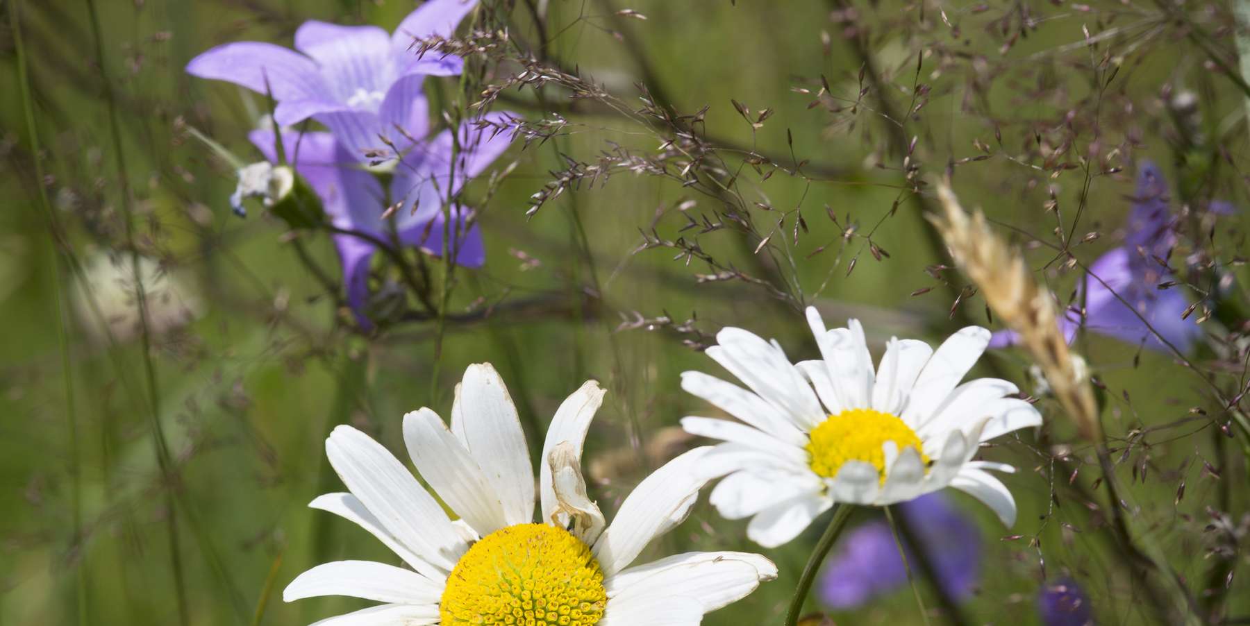 Biodiversitätswiese © Lunghammer