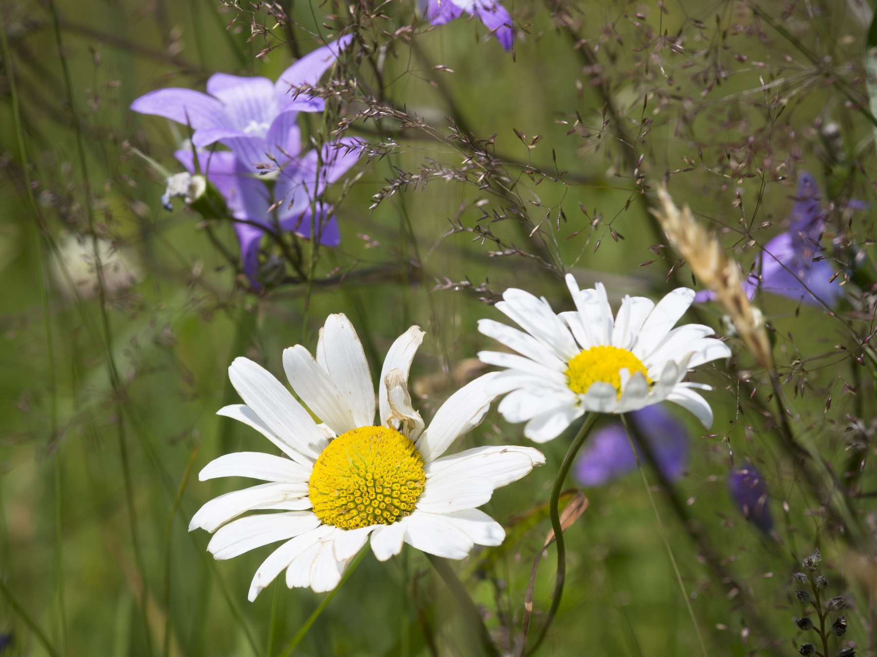 Biodiversitätswiese © Lunghammer Biodiversitätswiese © Lunghammer