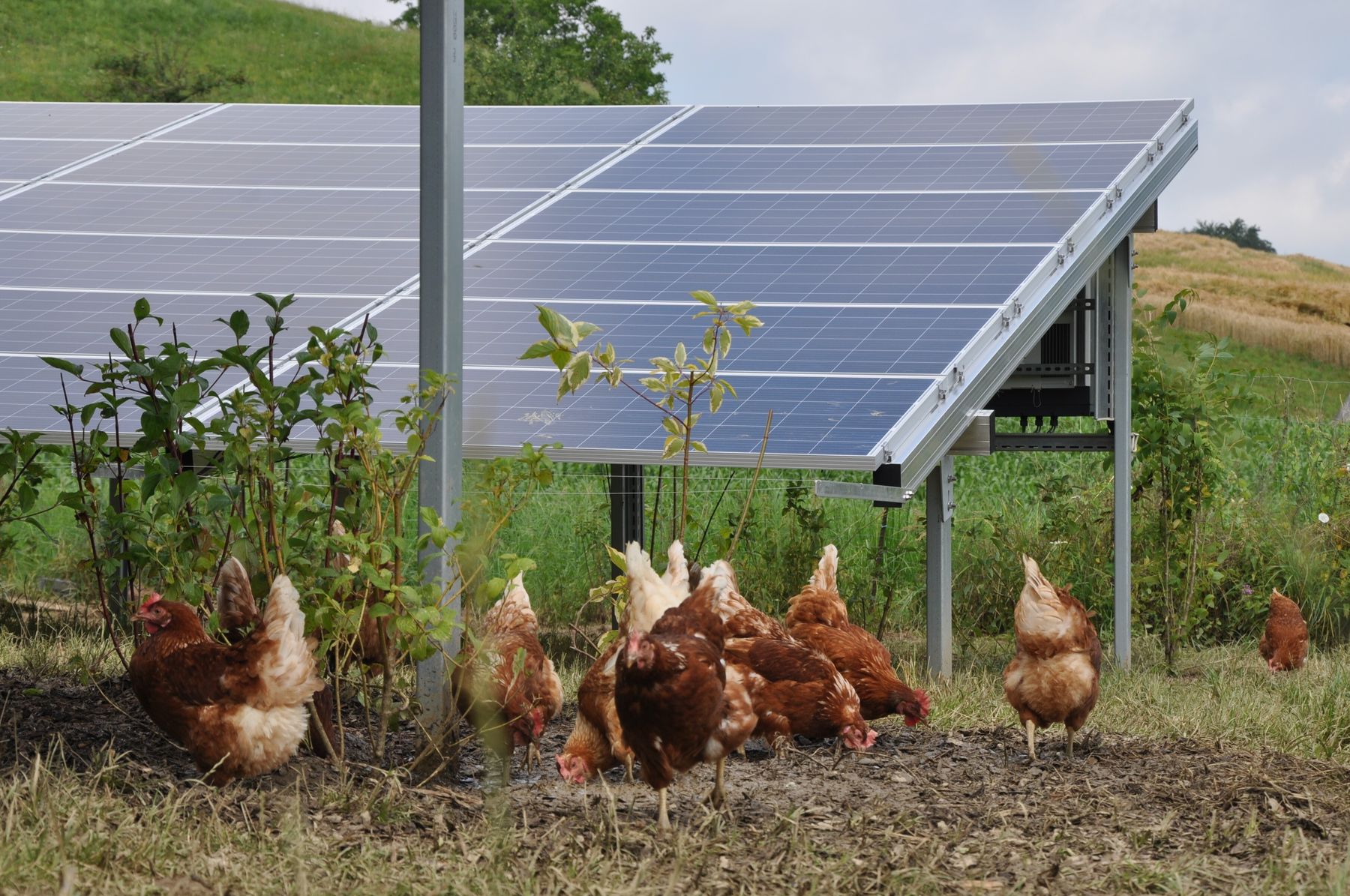 Photovoltaik und Hühner ©Tierschutzkomform.at  (1).jpg