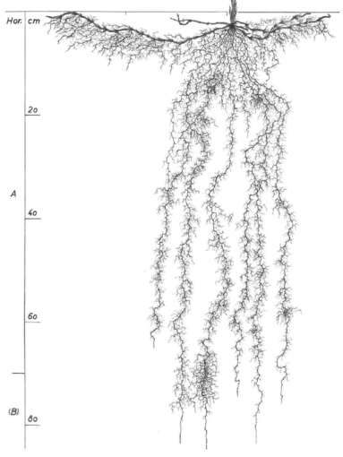 Wurzelausläufer der Quecke Quelle Wurzelatlas Kutschera.jpg