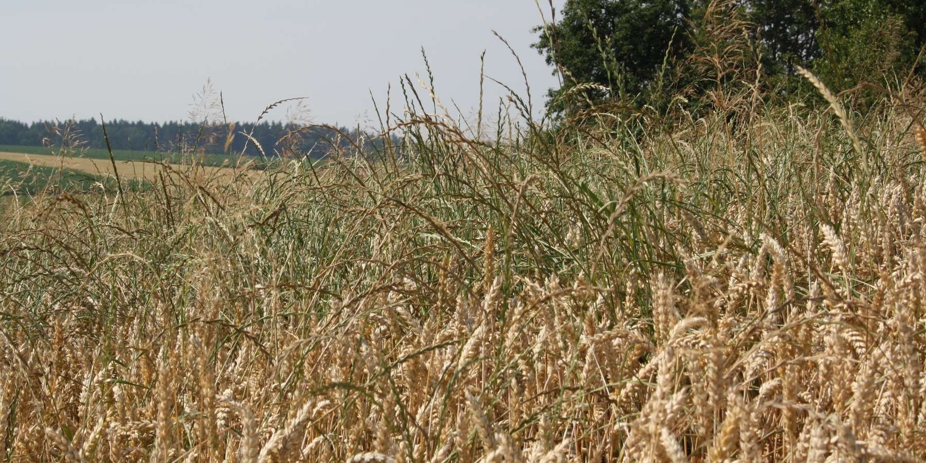 Quecke_Ähren sitzen mit der Breitseite am Halm.jpg © BWSB/Gerstl Quecke_Ähren sitzen mit der Breitseite am Halm.jpg © BWSB/Gerstl