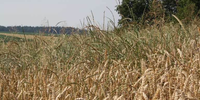 Quecke_Ähren sitzen mit der Breitseite am Halm.jpg © BWSB/Gerstl