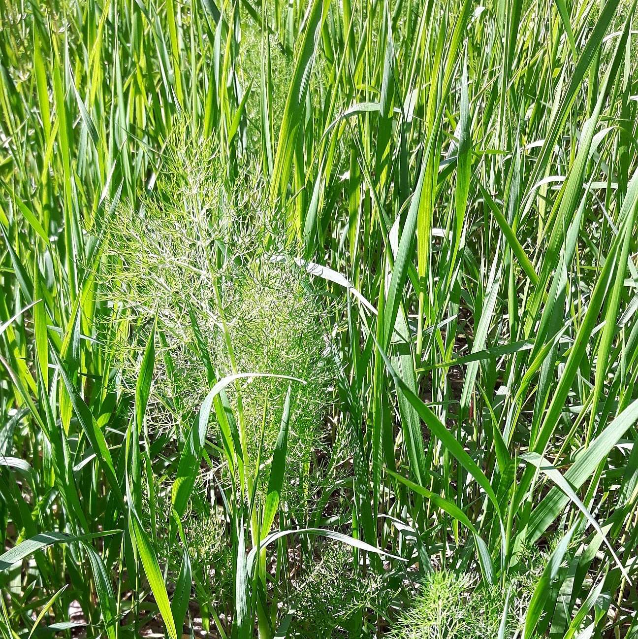Queckendruck bei Fenchel.jpg © BWSB/Gerstl Queckendruck bei Fenchel.jpg © BWSB/Gerstl