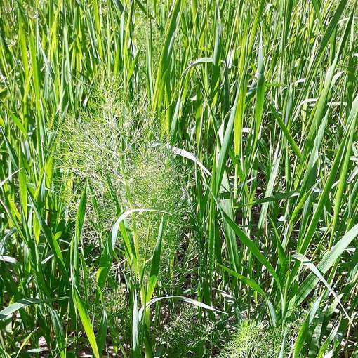 Queckendruck bei Fenchel.jpg © BWSB/Gerstl Queckendruck bei Fenchel.jpg © BWSB/Gerstl