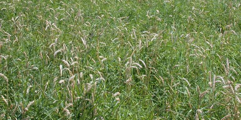 Quecke in Winterweizen führt zu Schwierigkeiten bei der Ernte und Ertragsdefiziten.jpg © BWSB/Gerstl