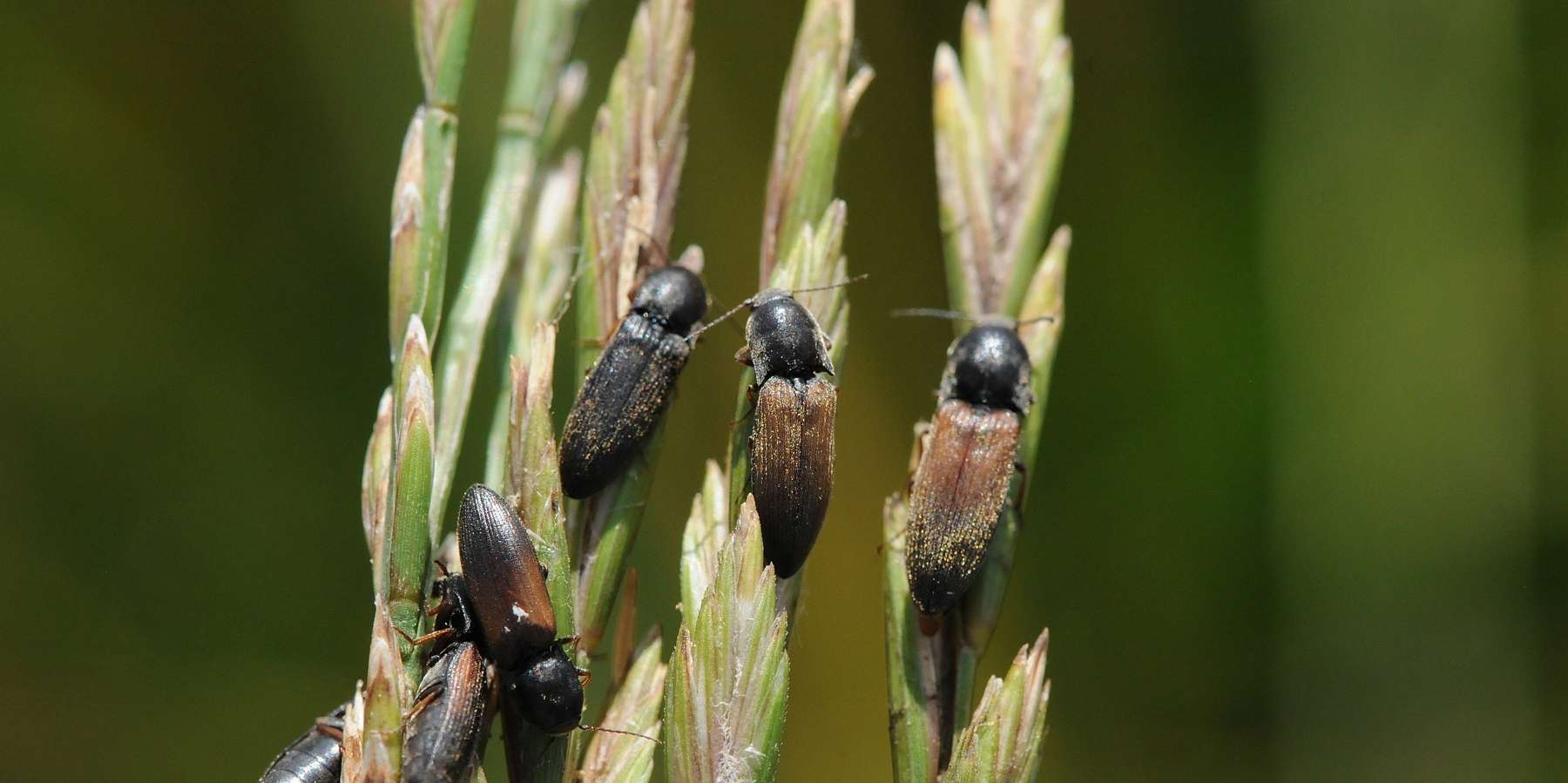Auch Schnellkäfer lieben die Quecke.jpg © Landwirtschaftskammer Oberösterreich/Seiter Auch Schnellkäfer lieben die Quecke.jpg © Landwirtschaftskammer Oberösterreich/Seiter