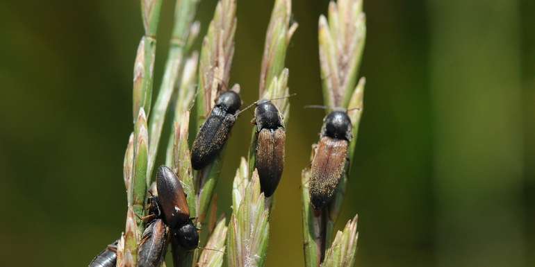 Auch Schnellkäfer lieben die Quecke.jpg © Landwirtschaftskammer Oberösterreich/Seiter Auch Schnellkäfer lieben die Quecke.jpg © Landwirtschaftskammer Oberösterreich/Seiter