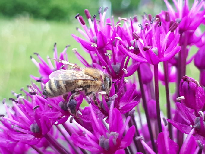 Honigbiene auf Kugellauch_Bienenzentrum OÖ.jpg © Bienenzentrum OÖ