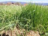 d-intensiv geführte Wechselwiese im 4. Jahr.jpg © W. Angeringer/LK Steiermark