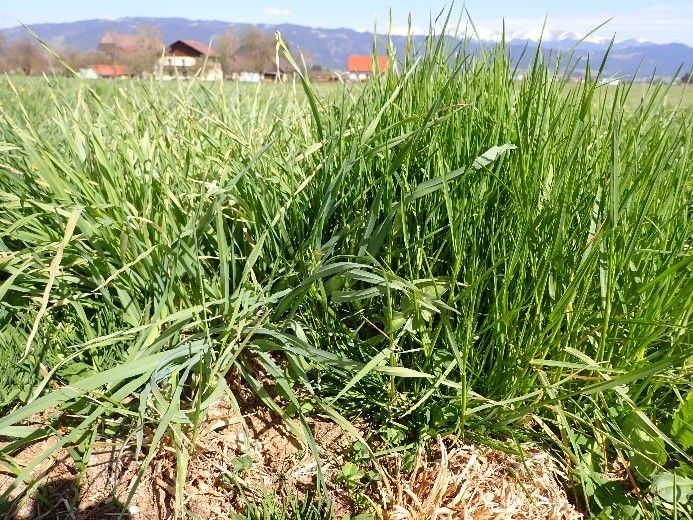 d-intensiv geführte Wechselwiese im 4. Jahr.jpg © W. Angeringer/LK Steiermark d-intensiv geführte Wechselwiese im 4. Jahr.jpg © W. Angeringer/LK Steiermark