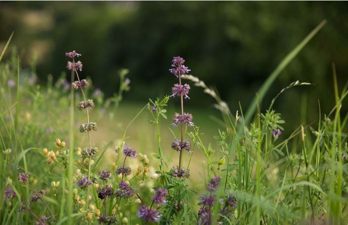 Biodiversitätsfläche.jpg