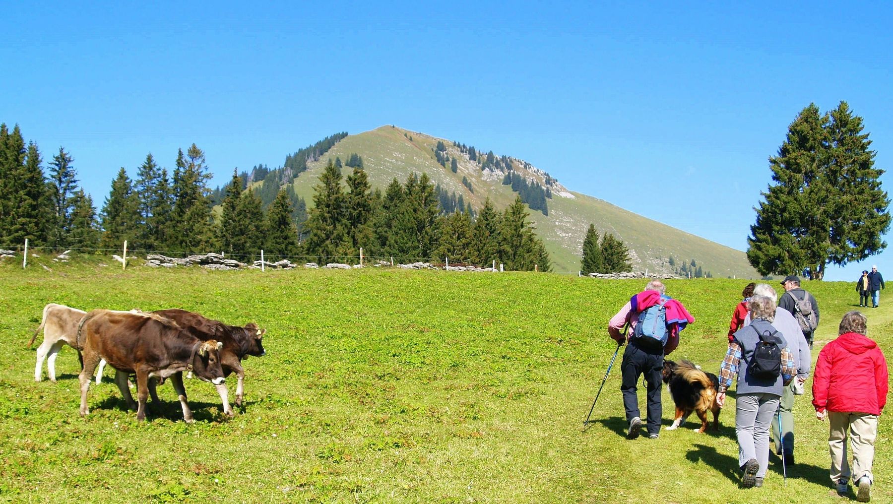 Wanderung Alm Hund.jpg © adobe.stock Wanderung Alm Hund.jpg © adobe.stock