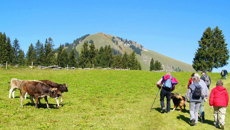 Wanderung Alm Hund.jpg © adobe.stock Wanderung Alm Hund.jpg © adobe.stock