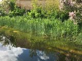 Bienen im Garten willkommen © Andrea Uhl LK NÖ