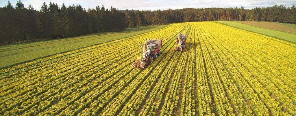 Schlüsselblumenfeld © Waldland Schlüsselblumenfeld © Waldland