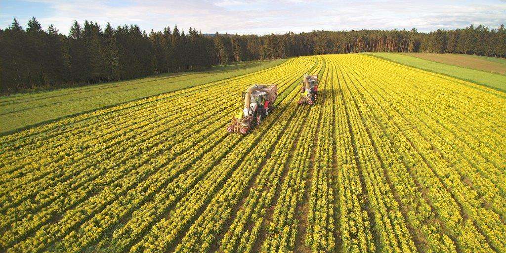 Schlüsselblumenfeld © Waldland