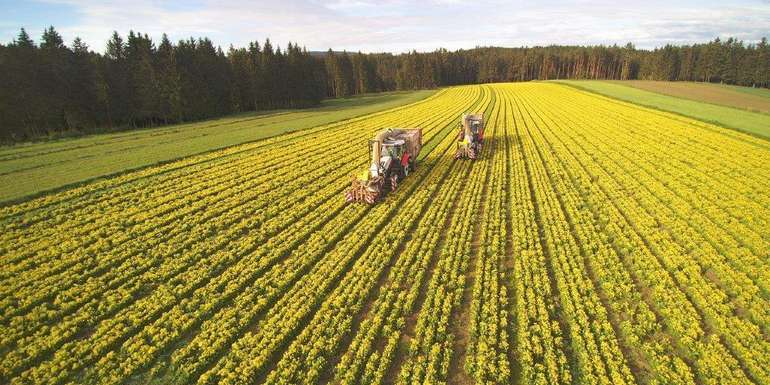 Schlüsselblumenfeld © Waldland