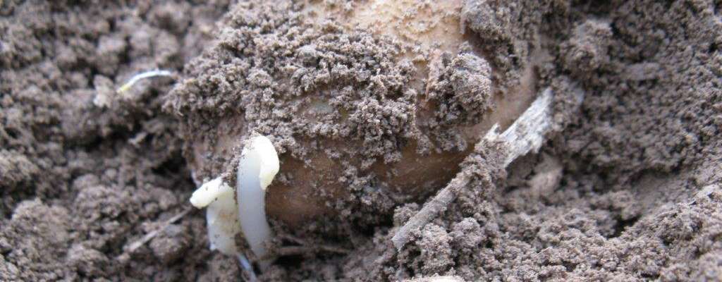 Erdäpfel kurz nach dem Legen © Anita Kamptner/LK Niederösterreich Erdäpfel kurz nach dem Legen © Anita Kamptner/LK Niederösterreich