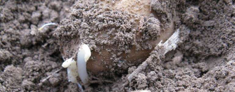 Erdäpfel kurz nach dem Legen © Anita Kamptner/LK Niederösterreich Erdäpfel kurz nach dem Legen © Anita Kamptner/LK Niederösterreich