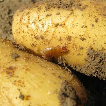 Erdäpfel_Drahtwurm.jpg © Anita Kamptner/LK Niederösterreich Erdäpfel_Drahtwurm.jpg © Anita Kamptner/LK Niederösterreich