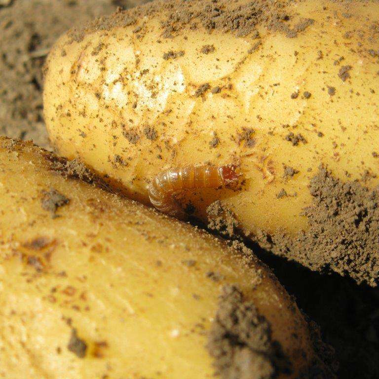 Erdäpfel_Drahtwurm.jpg © Anita Kamptner/LK Niederösterreich Erdäpfel_Drahtwurm.jpg © Anita Kamptner/LK Niederösterreich