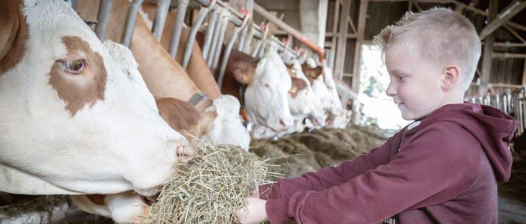 Kind füttert Kuh © INBILD Anna© Pailer Kind füttert Kuh © INBILD Anna© Pailer