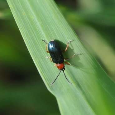 Bild 1_Rothalsiges_Hähnchen.jpg © Landwirtschaftskammer Oberösterreich/Seiter