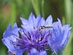 Bild 5 Schwebfliege auf Kornblume.jpg Bild 5 Schwebfliege auf Kornblume.jpg