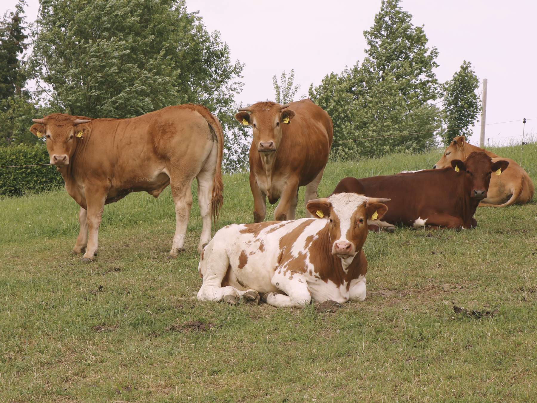 Qplus Rind – Freiwilliges Programm für  Rindermäster.jpg