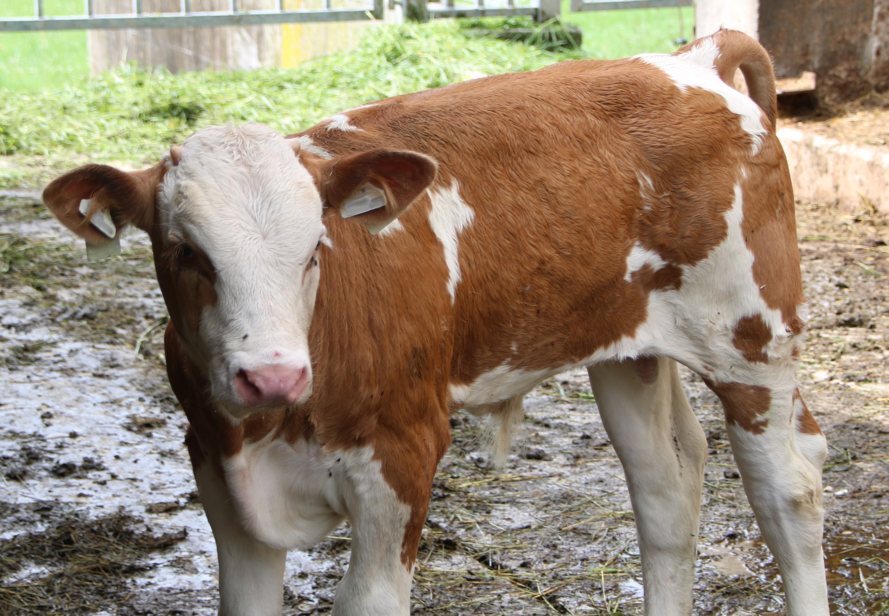 Qplus Rind – Freiwilliges Programm für  Rindermäster.png