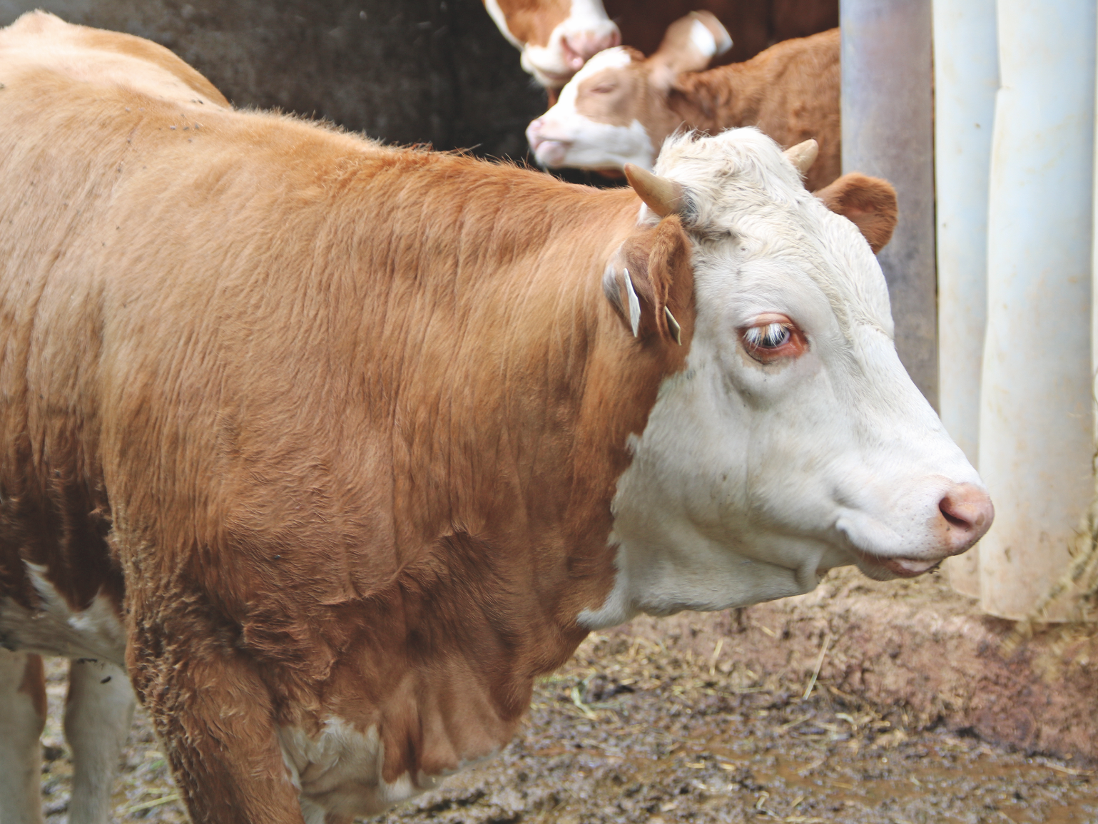 Qplus Rind – Freiwilliges Programm für Rindermäster.png
