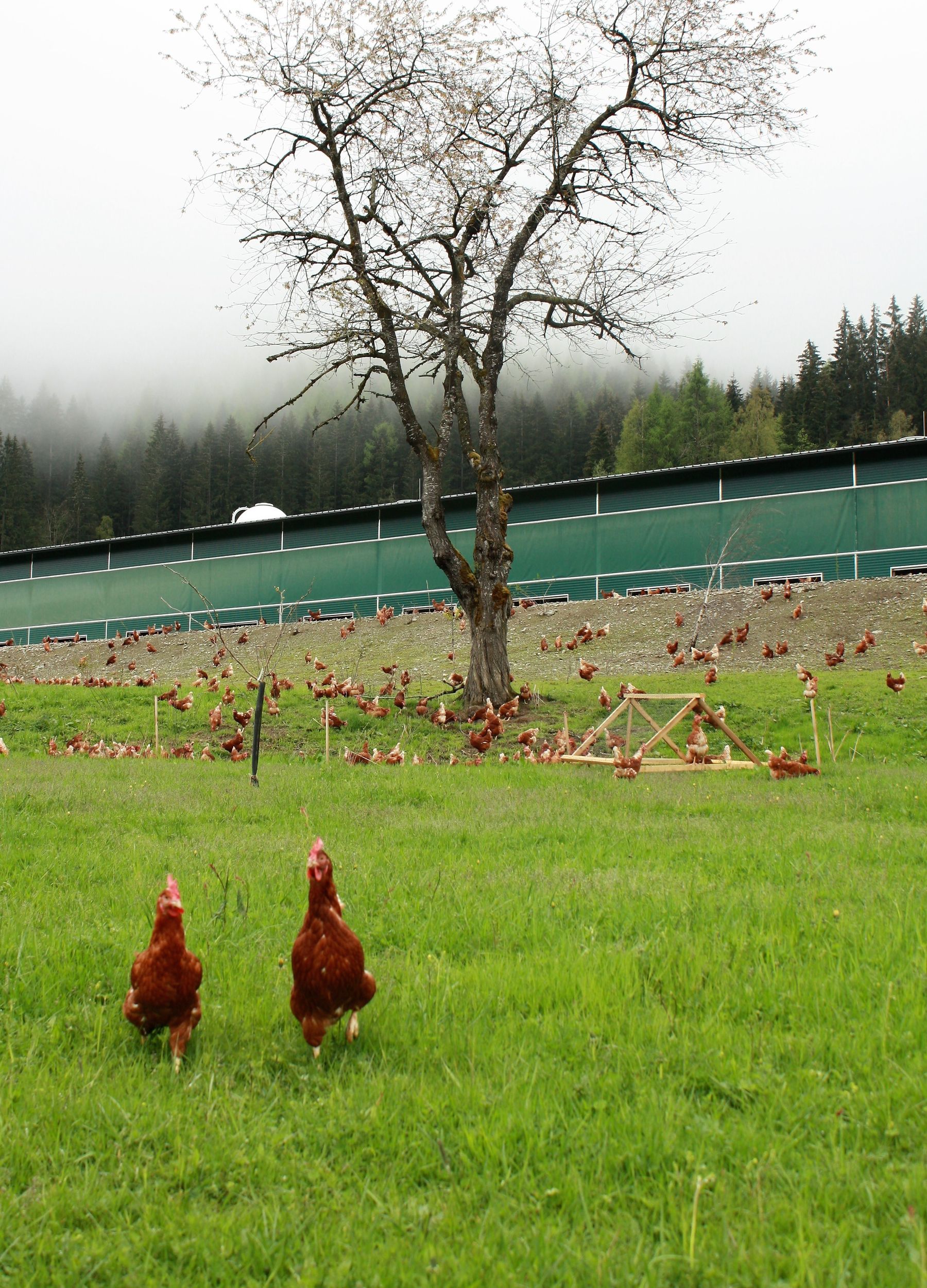 1_Auslauf mit Hühnern.jpg © LK Kärnten/Stefan Kopeinig 1_Auslauf mit Hühnern.jpg © LK Kärnten/Stefan Kopeinig