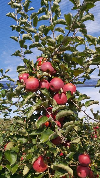 Apfel gedreht.jpg Apfel gedreht.jpg
